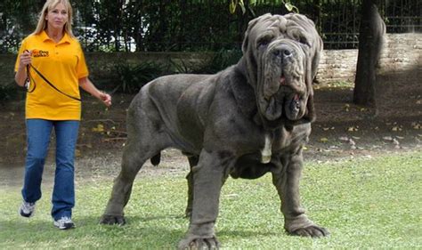 Must See: Top 10 Biggest Dogs in the World! - India.com