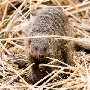 Banded Mongoose - Facts, Diet, Habitat & Pictures on Animalia.bio