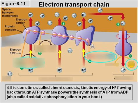 Electron Transport Chain and Chemiosmosis Diagram | Quizlet