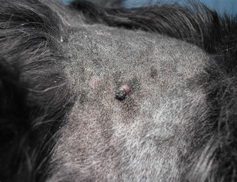 Clinical case - Dermatopatologia VeterinariaDermatopatologia Veterinaria