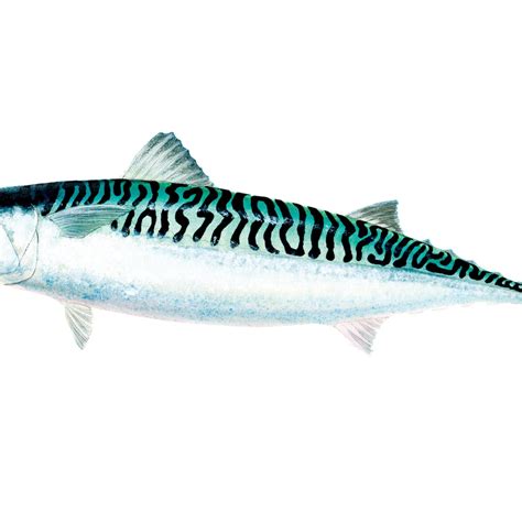 Mackerel Fish Images