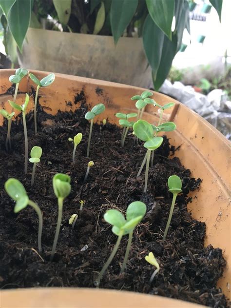 Zinnia seedlings at 10 days. Feel like they just grew overnight ...