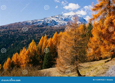 Beautiful Colored Larches with Autumn Colors in the Mountains. Stock ...