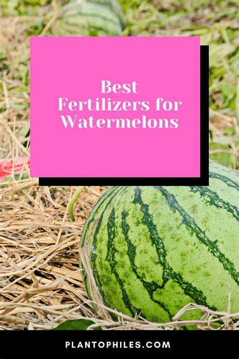 What is the Best Fertilizer for Watermelons – DerivBinary.com