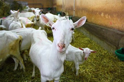 Common Goat Diseases, Symptoms, and Treatment: Check How this Guide ...