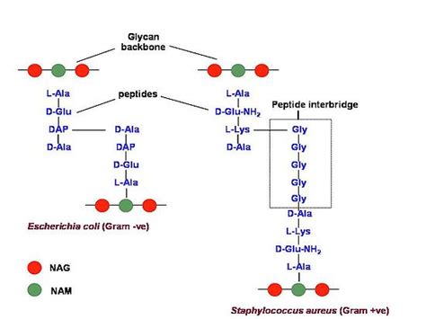 Bacterial Cell wall: Structure, Composition and Types ~ Botany is The ...