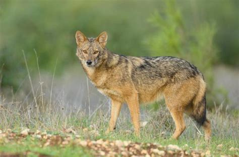 The jackal that turned into a wolf: new species discovered in Africa