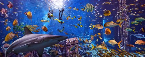 Dubai: The Lost Chambers Aquarium Ultimate Atlantis Snorkel | GetYourGuide