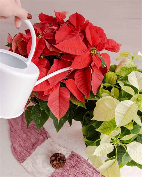 December Plant: Poinsettia - In Bloom Florist Blog