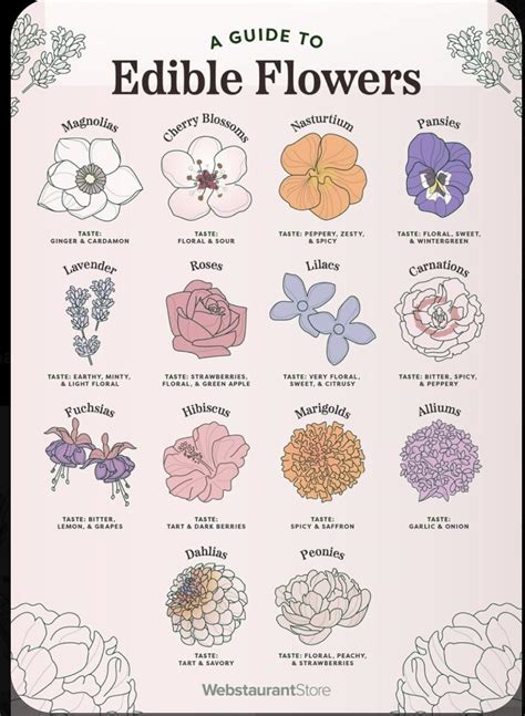 A Guide to Edible Flowers : r/coolguides