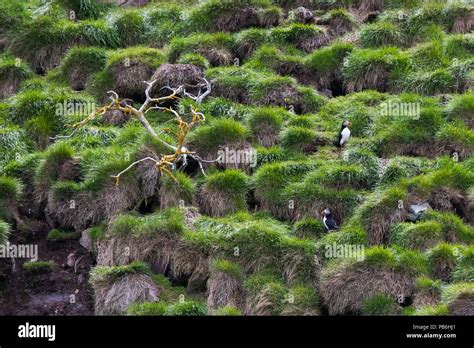 Puffins from Newfoundland Stock Photo - Alamy