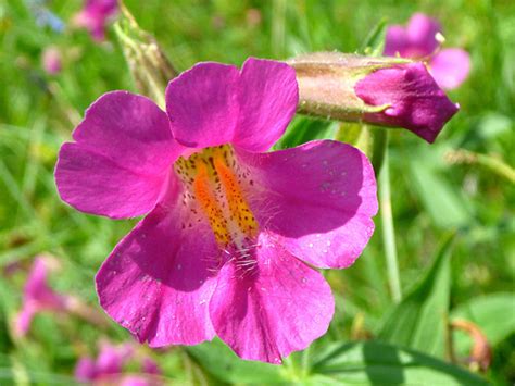 Lewis' Monkeyflower, Mimulus Lewisii