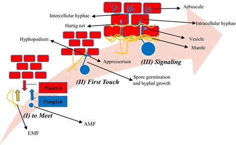 Communication process between plants and mycorrhizal fungi. Although ...