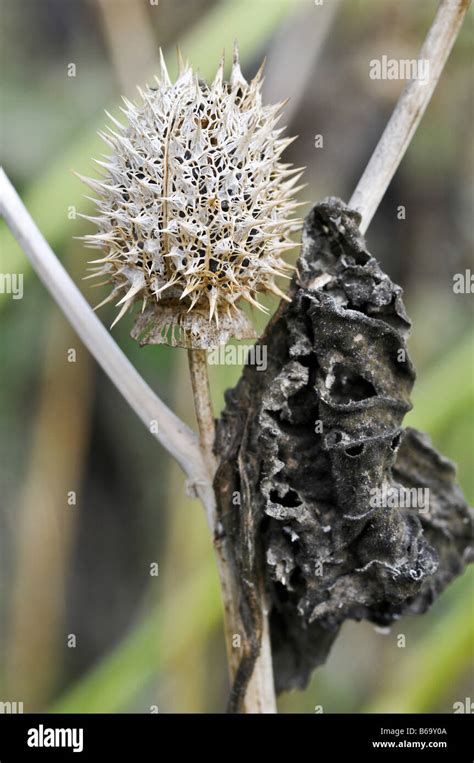 Datura stramonium fruit and seeds Stock Photo - Alamy