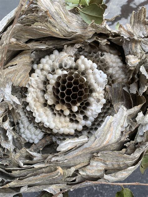 Inside a bald faced hornets nest : r/Entomology