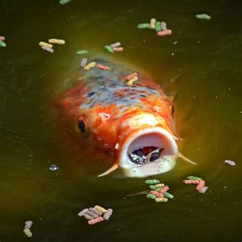 How Often Should I Feed My Koi? (Koi Feeding Chart) - Pond Informer