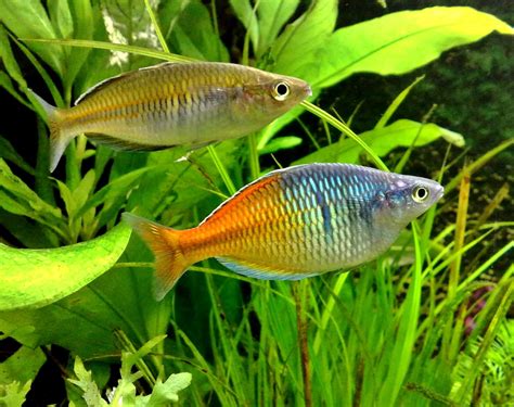 Ikan boesemanis rainbowfish - Akuarium Ikan Hias