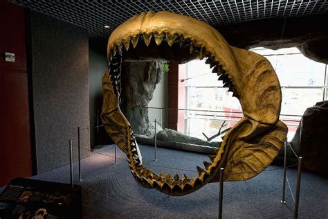 Giant Tooth Of A Prehistoric Megalodon Shark Found Inside A Cave In Samar, Philippines - Fossil ...