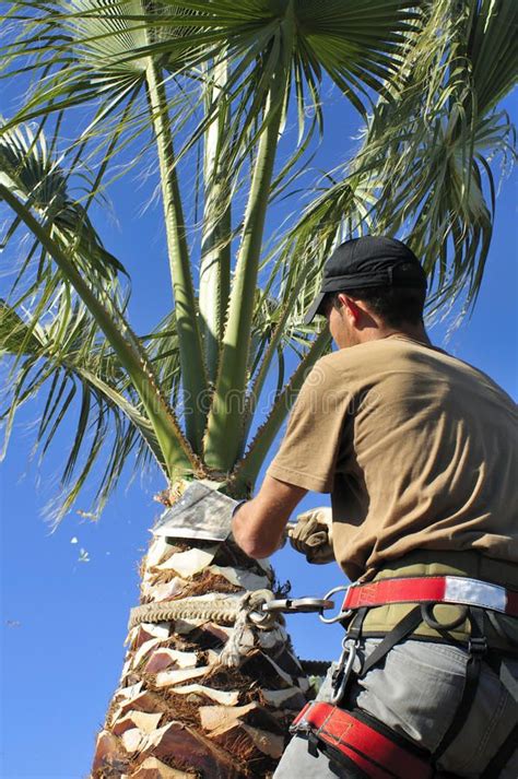 Man Trimming a Palm Tree. A tree surgeon uses a corbillote blade to ...