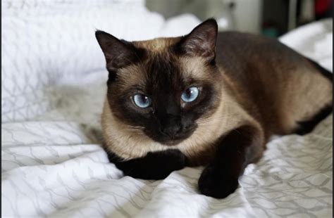 Siamese Cat | The Oldest Breed Of Domestic Cats