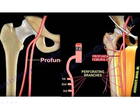 Anatomy of Profunda Femoris Artery — OrthopaedicPrinciples.com