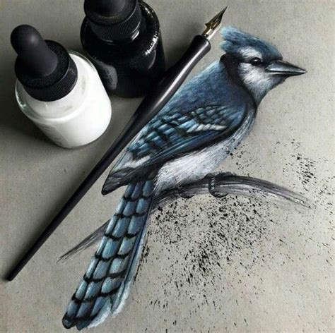 Blue jay | Bird drawings, Art works, Animal drawings