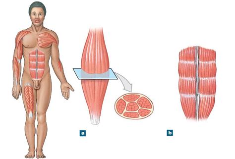 Print human anatomy chapter 9 flashcards | Easy Notecards