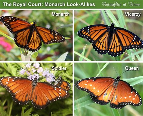 Butterfly Look-Alikes: Monarch, Queen, Soldier and Viceroy, with photographs and side-by-side ...