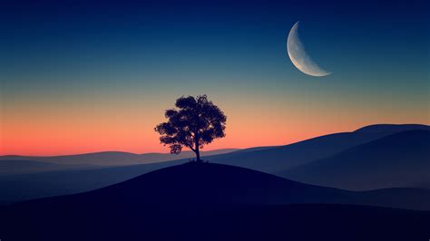 Tree Alone Dark Evening 4K HD Wallpapers | HD Wallpapers | ID #31741