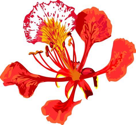 Poinciana flower | Abstract flower painting, Tropical flowers illustration, Flower art painting