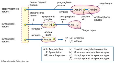 What Is Acetylcholine? | Health Advice, News, Resources And Lifestyle Information