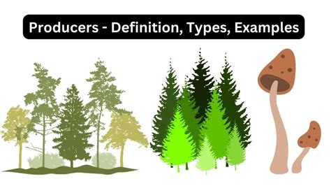 Producers - Definition, Types, Examples - Biology Notes Online