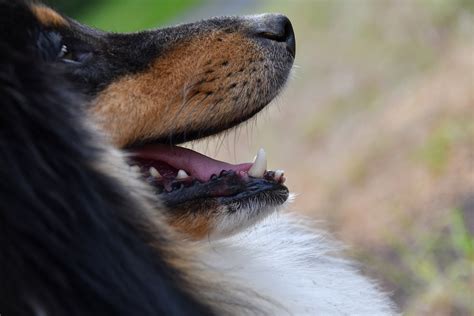 Dog Snout Shetland Sheepdog White - Free photo on Pixabay