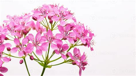 Photo of beautiful Valerian flower isolated on white background ...