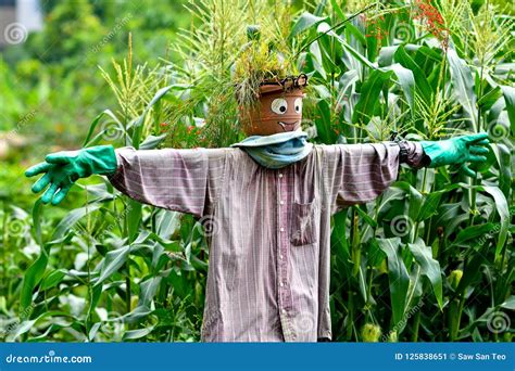 Cute Scarecrow in Cornfield Stock Image - Image of country, face: 125838651