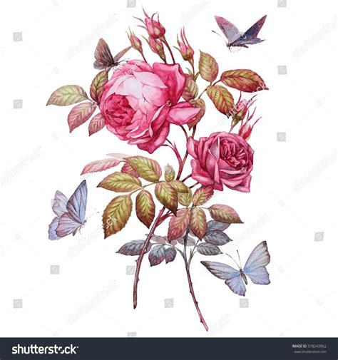 roses. botanical illustration. this picture can be used as background ...