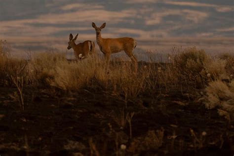 Washington State Wildfires Threaten Animals, Homes, Crops, Renewable ...