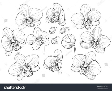 Orchid Line Drawing at PaintingValley.com | Explore collection of ...