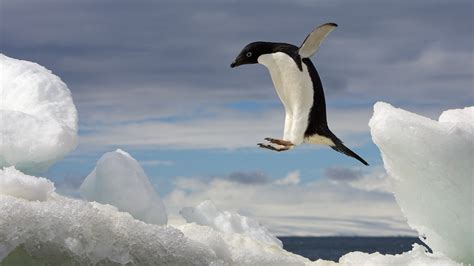 How Many Eggs Does A Adelie Penguin Lay : Like other birds, penguins do indeed lay eggs.