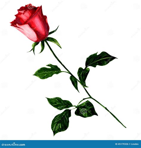 Red Rose Isolated On White Background. Stock Illustration - Image: 45179326