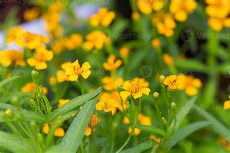 Yellow marigold flower 10291852 Stock Photo at Vecteezy