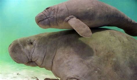 Amazonian Manatee - Facts, Information & Habitat