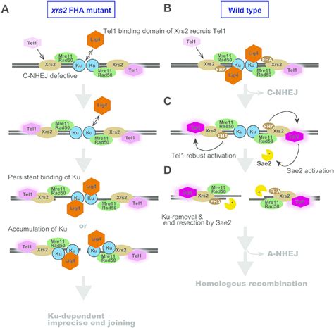 Proposed molecular mechanism for promoting imprecise end joining in the ...