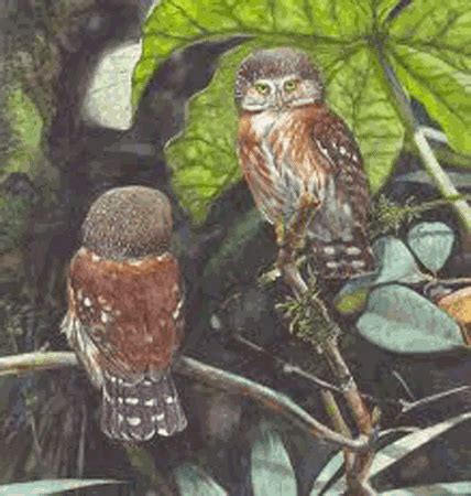 Pernambuco pygmy owl - Alchetron, The Free Social Encyclopedia