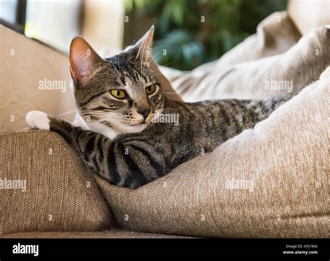 Cat Looking Over Her Shoulder Stock Photo - Alamy