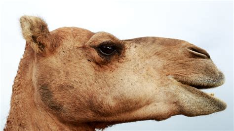 The Latest Victims Of Australia's Record Drought: 10,000 Feral Camels