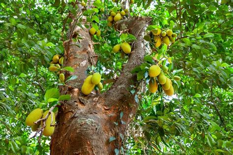 What Is Jackfruit? | VeganFriendly.org.uk