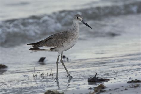 willet non-breeding ralph bunche beach | Russ | Flickr