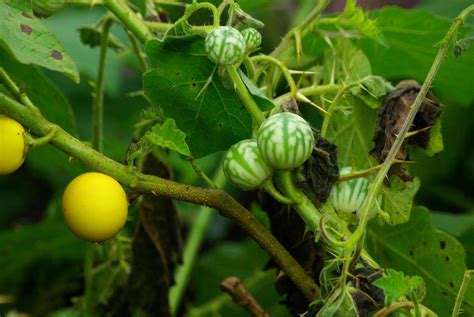 Solanum xanthocarpum seed | BELL Garden Company,Wholesale Plant seeds,Alive roots,Medicinal ...