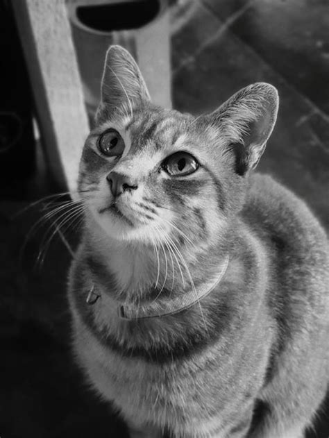 Grayscale Photo of Cat · Free Stock Photo